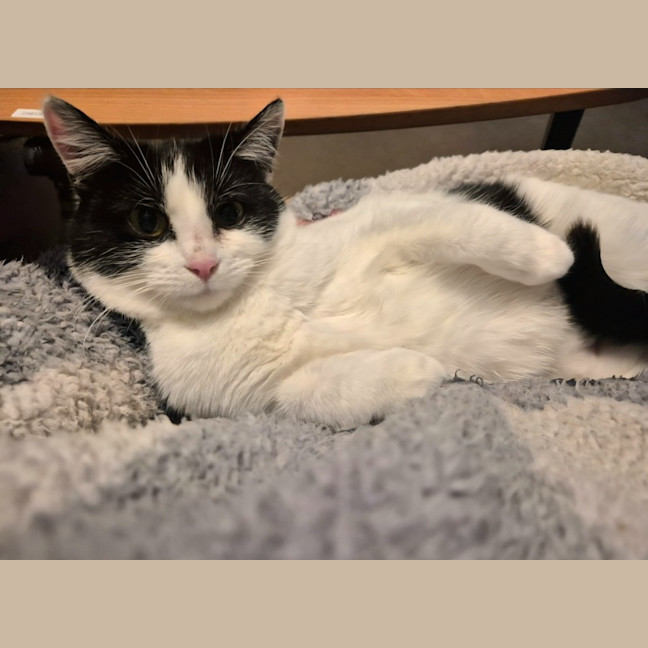 Photo of Luna
