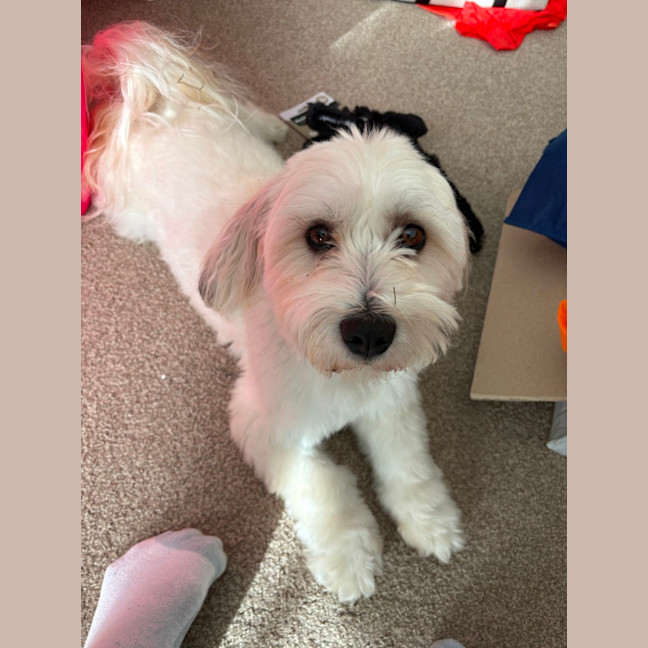 Photo of Odin