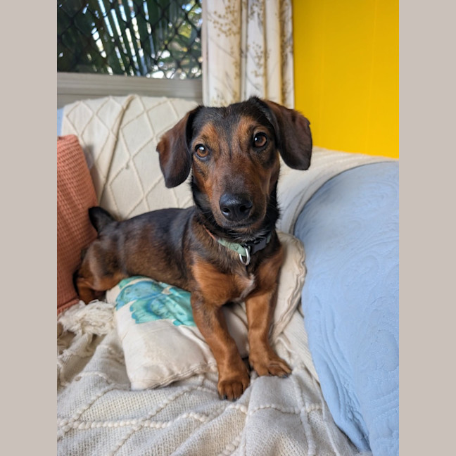 Photo of Louie