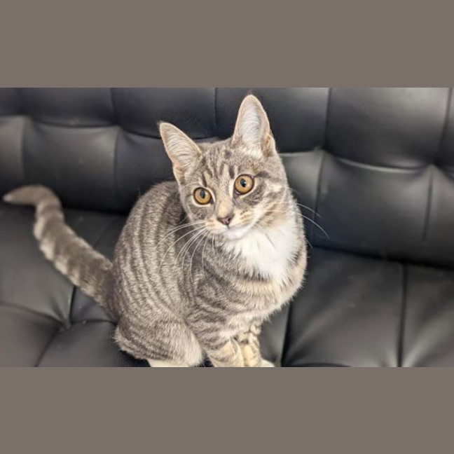Photo of Bindi