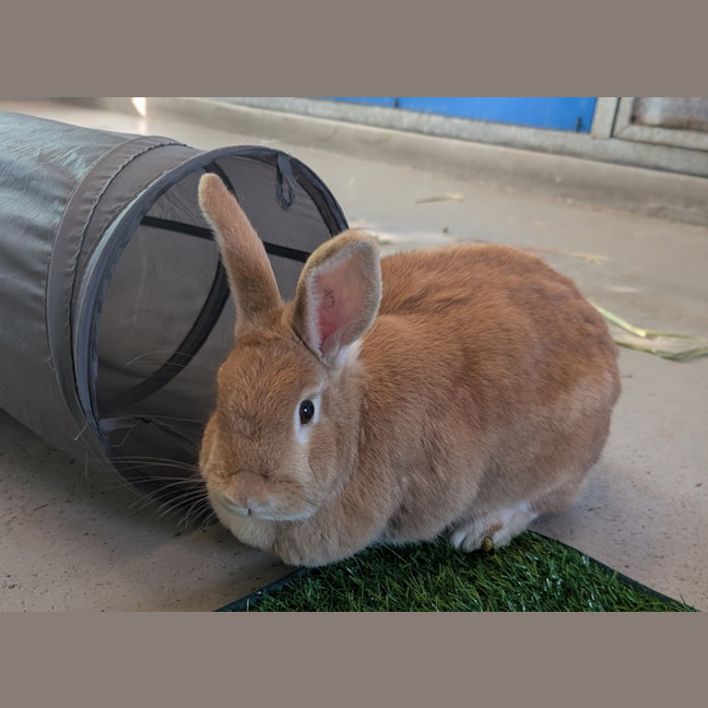Photo of Mango