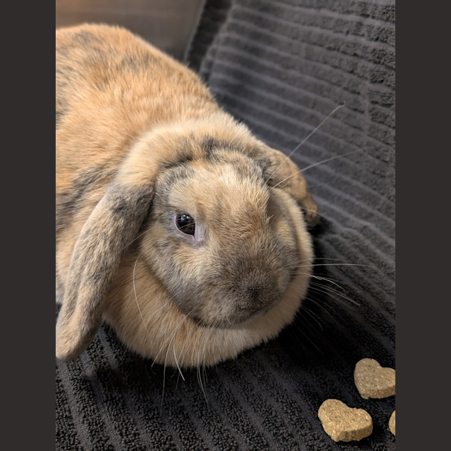 Photo of Miffy