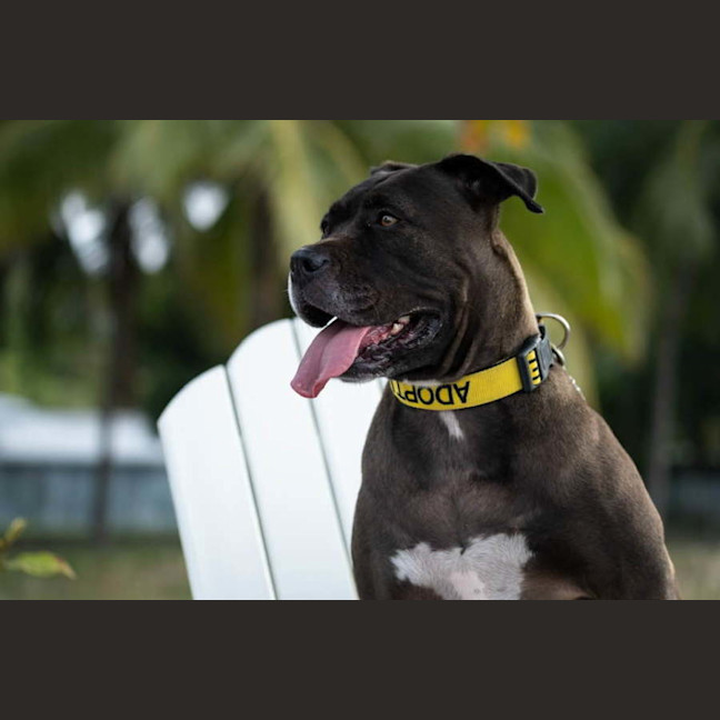 Photo of Nala
