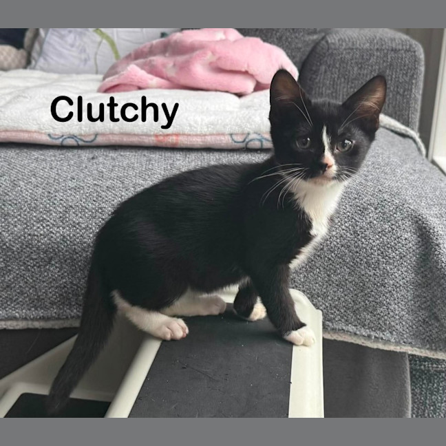 Photo of Clutchy **2nd Chance Cat Rescue**