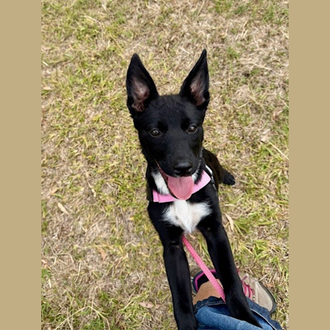 Photo of Connie   15 Week Old Border Collie X