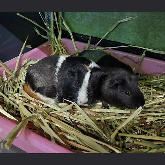 Photo of Isabella (Bonded With Alexandria)
