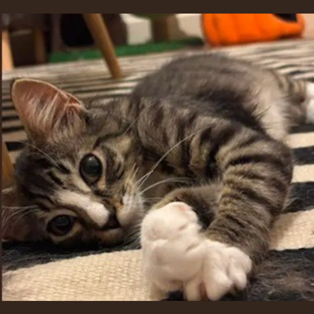 Photo of Calypso
