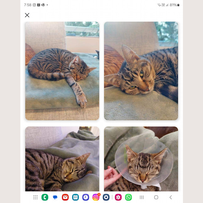 Photo of Miss Molly (Aka Pogo)