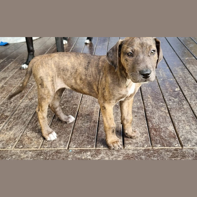 Photo of Nutmeg Puppy
