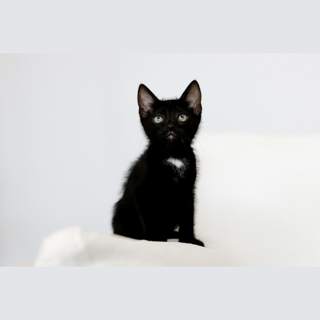 Photo of Bandit