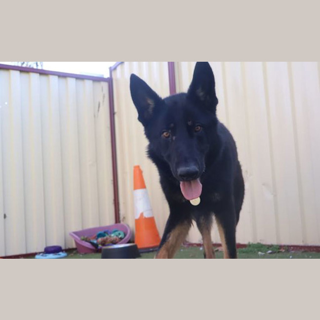 Photo of Taco