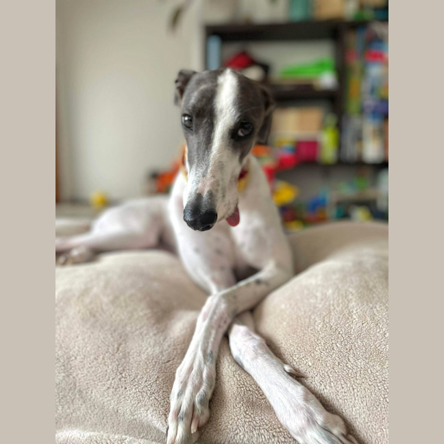 Photo of Molly, They Greyhound