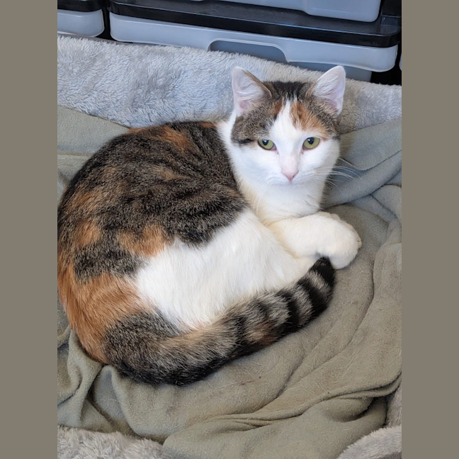 Photo of Snowy