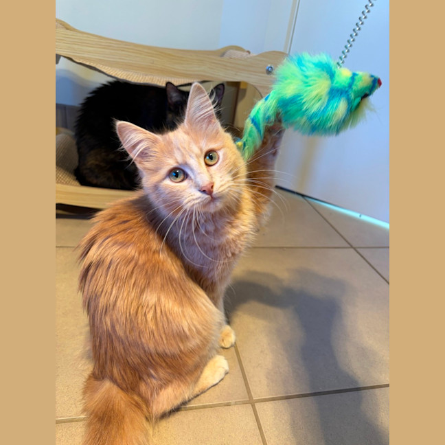 Photo of Mouse & Hank