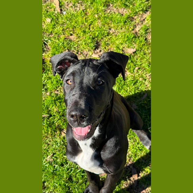 Photo of Zephyr