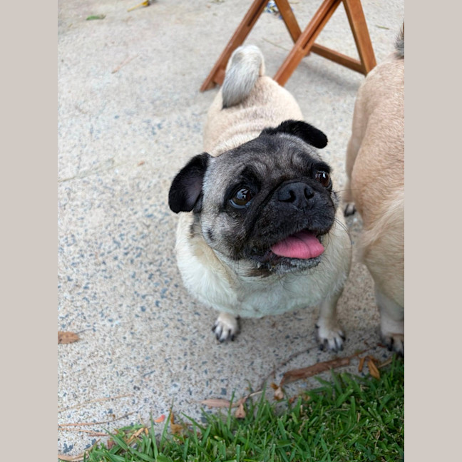 Photo of Daisy