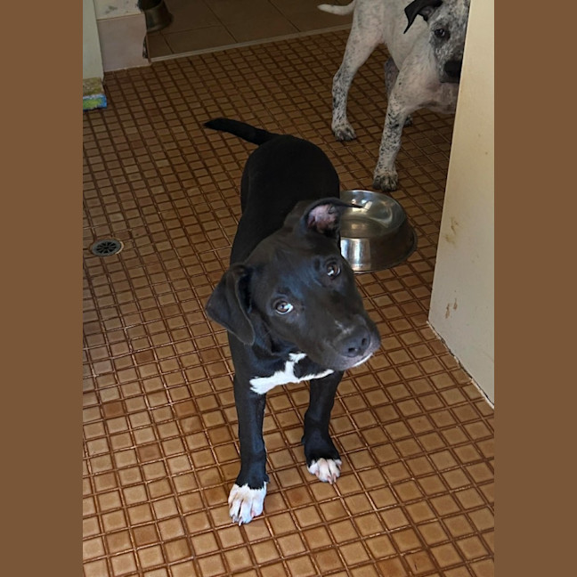 Photo of Katana