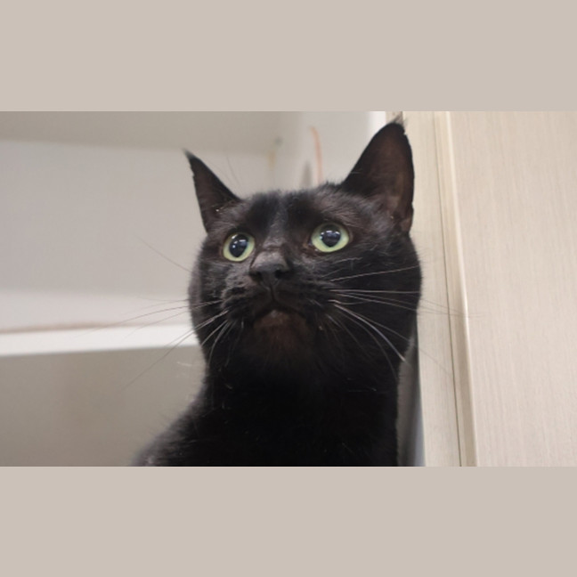 Photo of Salem