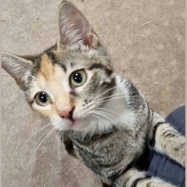 Photo of Callie