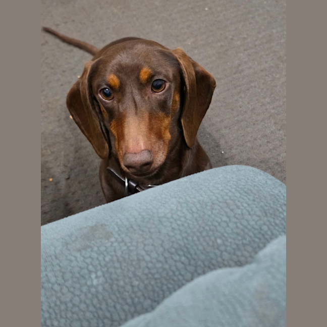 Photo of Georgie