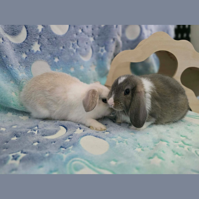 Photo of Cloud / Misty