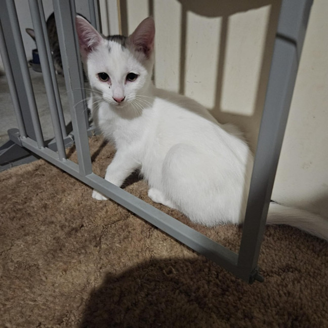Photo of Juan ** 2nd Chance Cat Rescue**