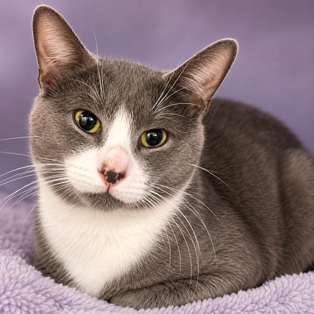 Photo of Pumba *9 Lives Project Rescue*