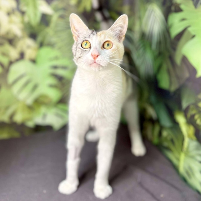 Photo of Apricot   Located In Brunswick East