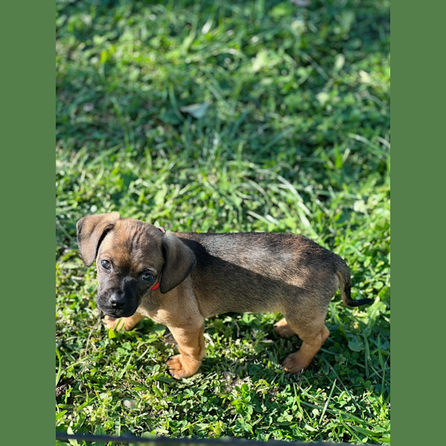 Photo of Boston   8 Week Old Dachshund X Pug