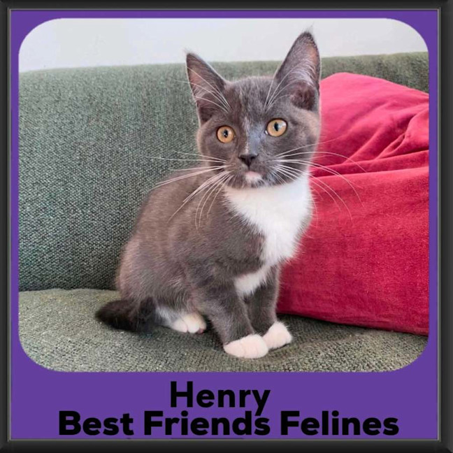 Photo of Henry 