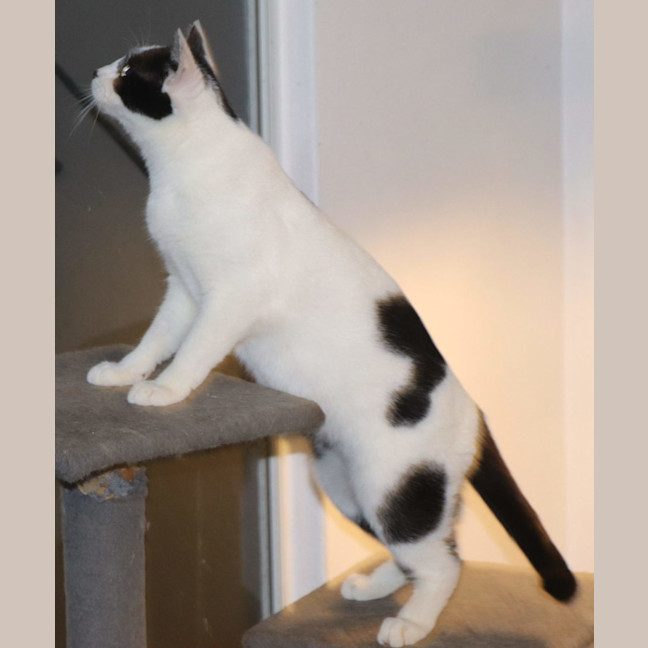 Photo of Panda Now Available At Pet Quarters Broadmeadow 