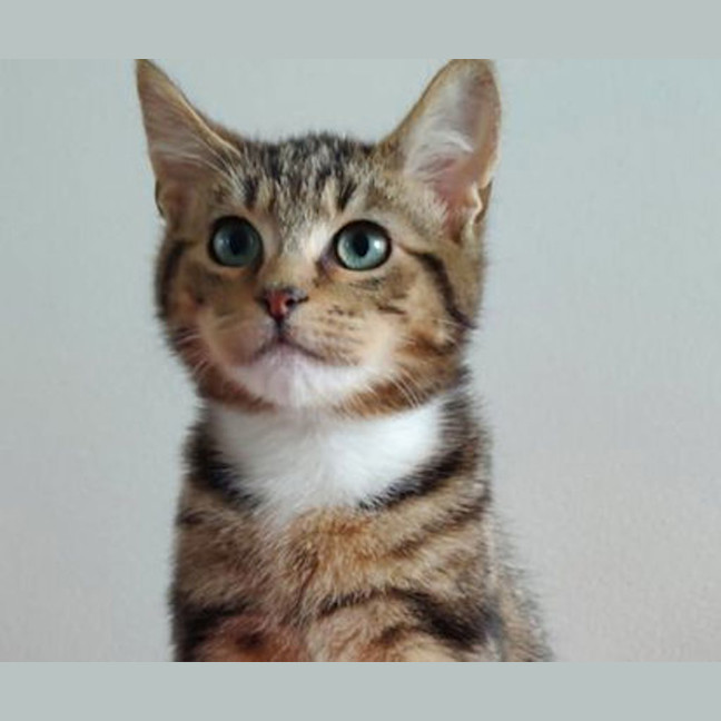 Photo of Pretzel