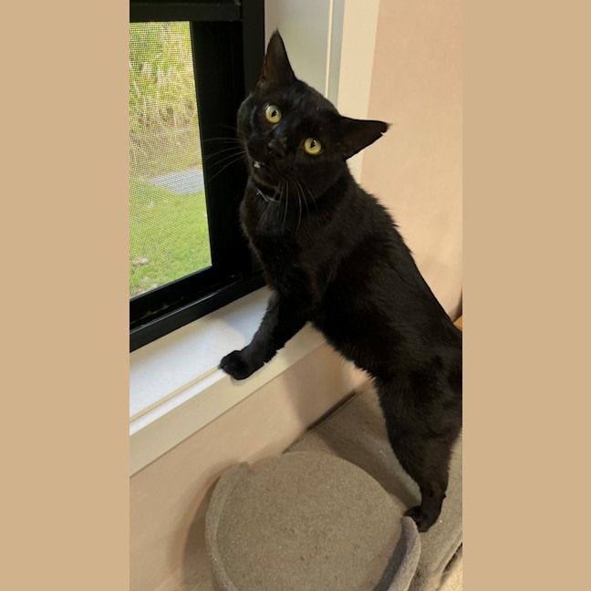 Photo of Santana (9993)