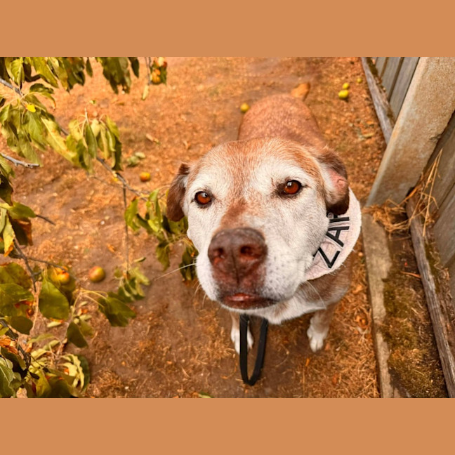 Photo of Zarleigh (66002)