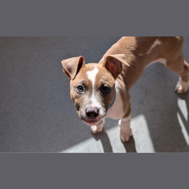 Photo of Plum