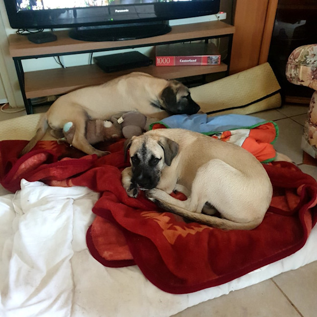 Photo of Joey   4 Month Old Mastiff X Wolfhound (On Trial)
