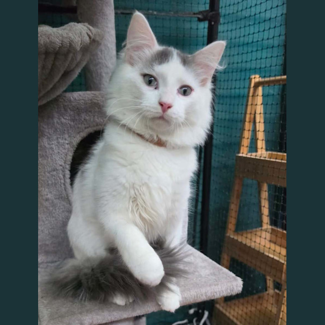 Photo of Olcay**2nd Chance Cat Rescue**