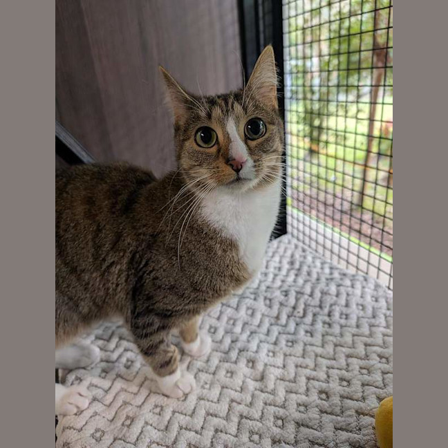 Photo of Soxy