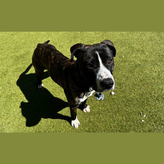 Photo of Basil