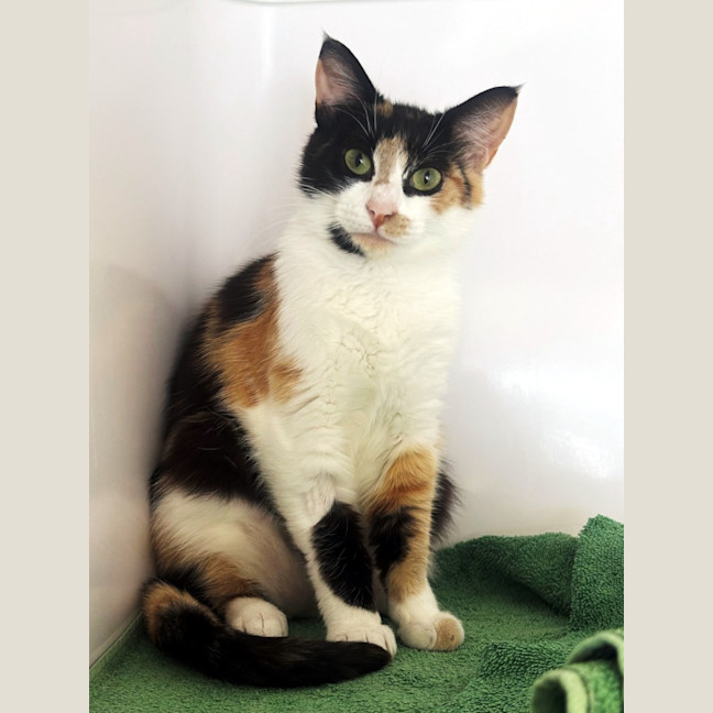 Photo of Callie Sta013382