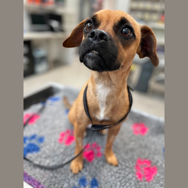 Photo of Ruby