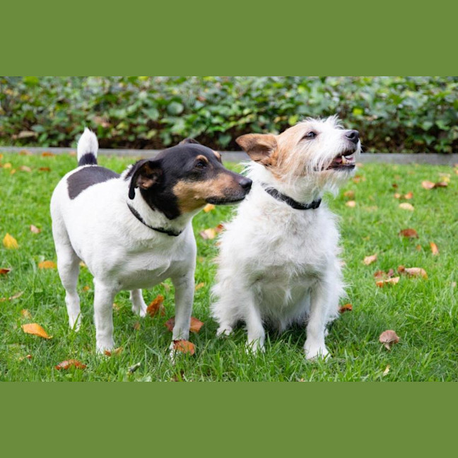 Photo of Oscar And Rocky Dumont
