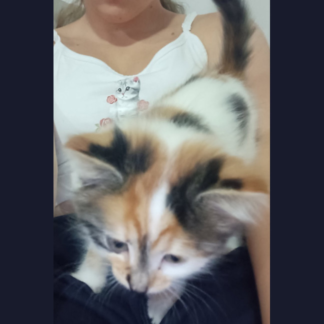 Photo of Clementine
