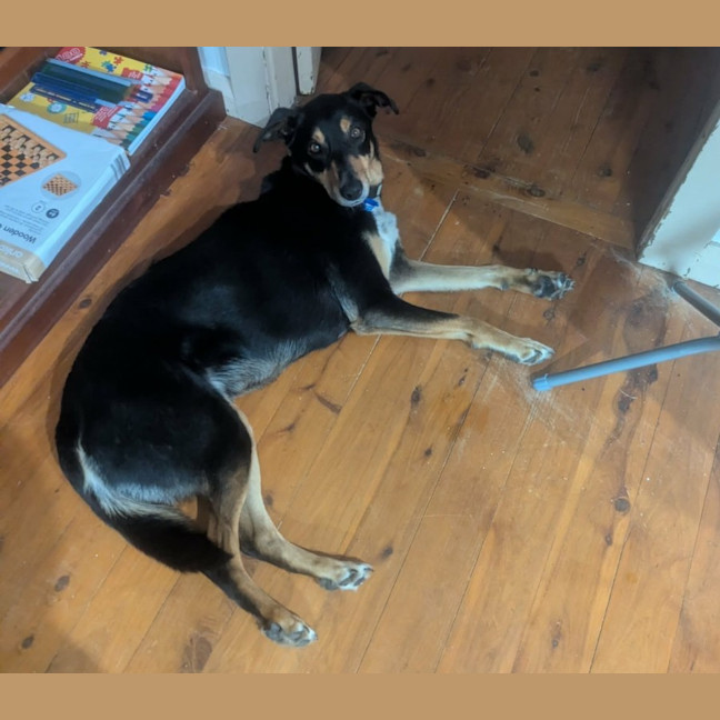 Photo of Trigger   7 Year Old Kelpie