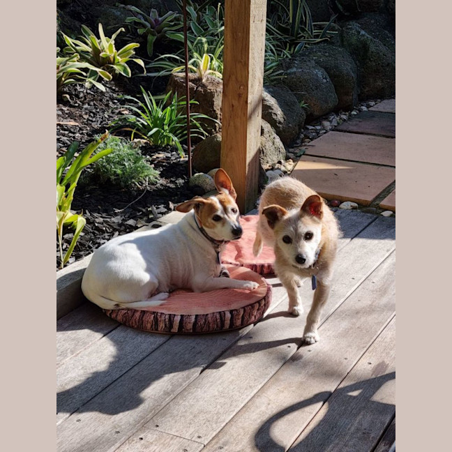 Photo of Barney And Bruzier