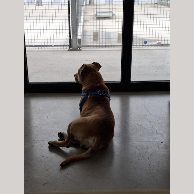Photo of Sarge