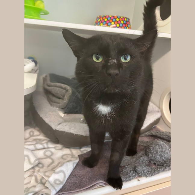 Photo of Whiskas