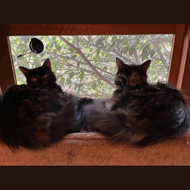 Photo of Hazel & Sage
