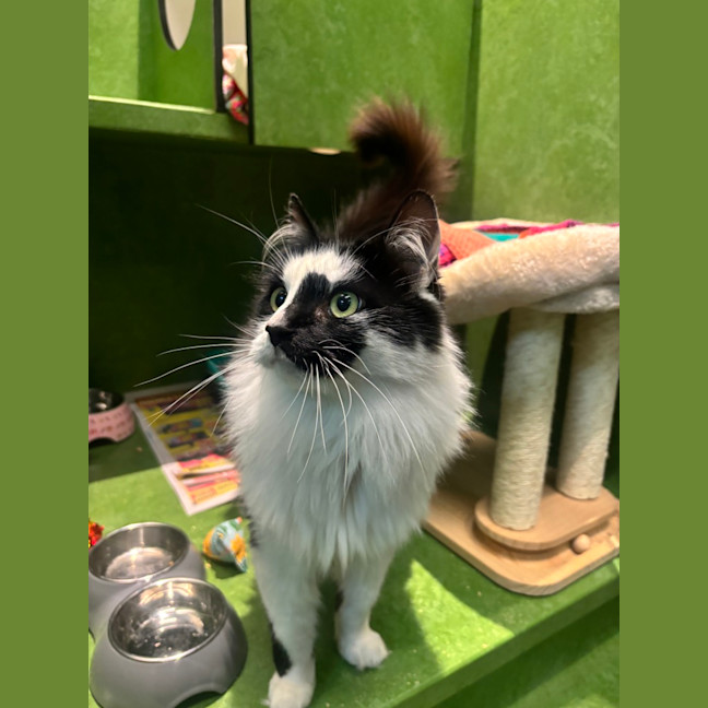 Photo of Mowgli