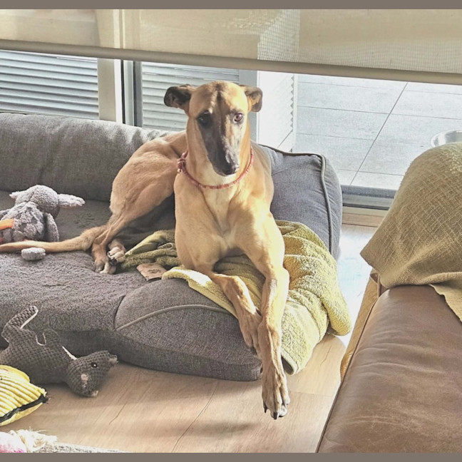 Photo of Bella, The Greyhound